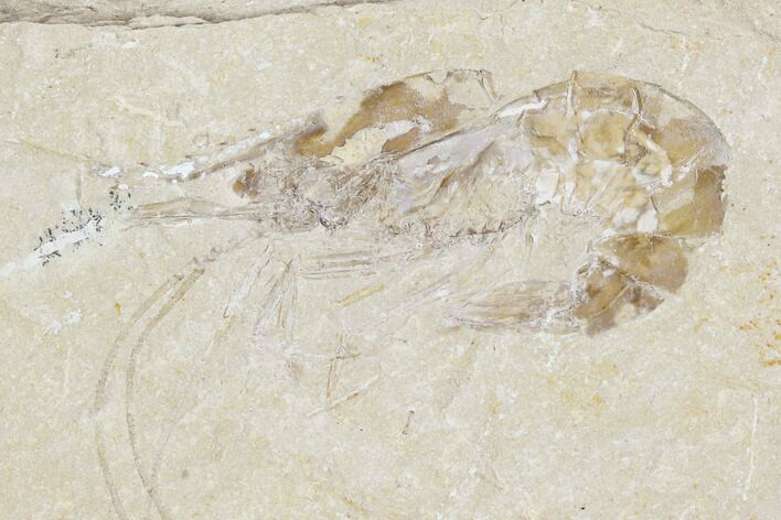 Cretaceous Fossil Shrimp - Lebanon #107672